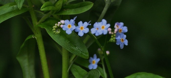 state flower forget-me-not